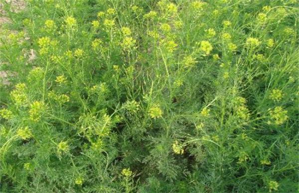 葶苈子的种植技术