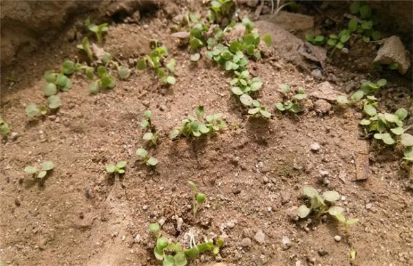 益母草的田间管理技术