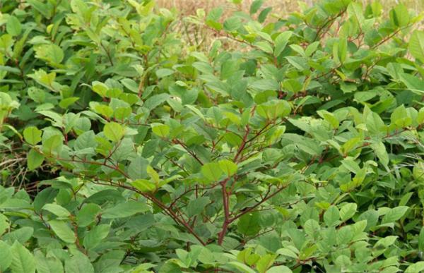 虎杖的种植技术