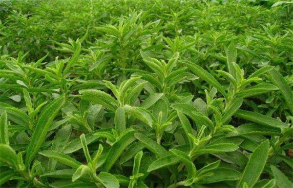 甜叶菊种植注意事项