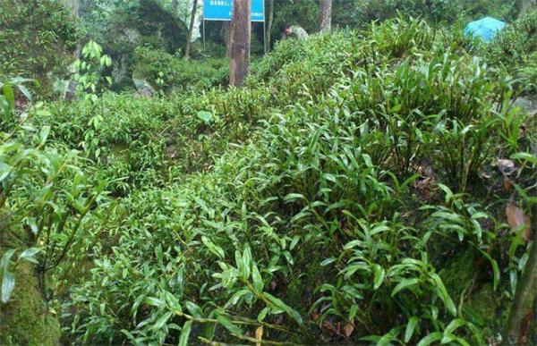 金钗石斛的种植方法