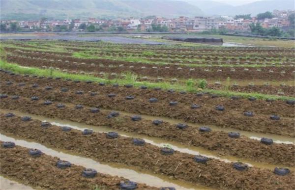 葛根的高产栽培技术