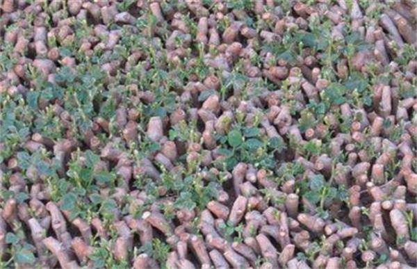 葛根的繁殖方法