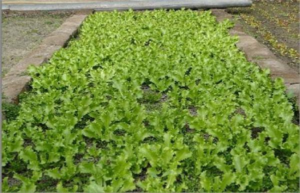 蒲公英种子如何发芽