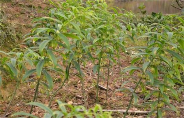 高产黄精种植技术