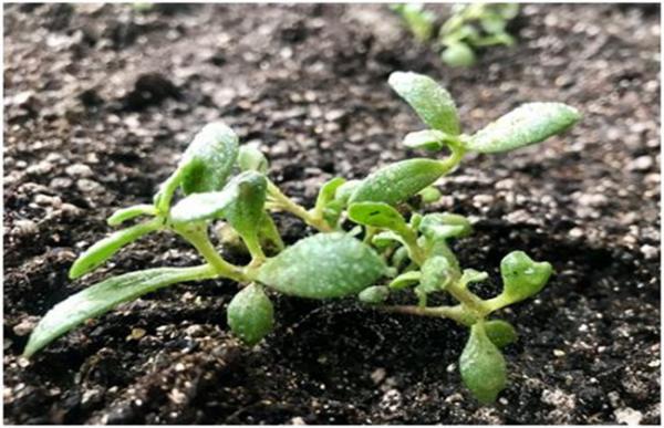 红景天的种植方法