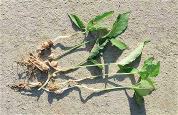 半夏常见病虫害的防治方法