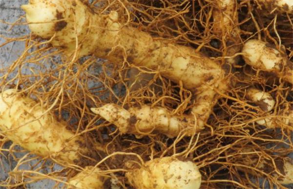 种植玉竹需要注意什么