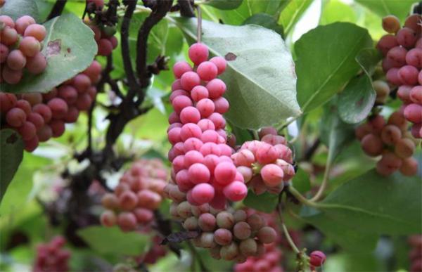 五味子种植的注意事项