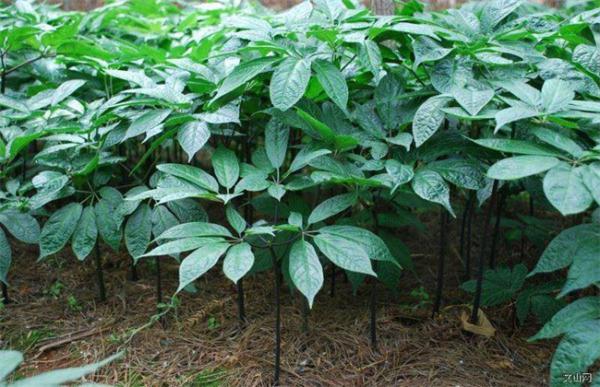 三七的种植方法