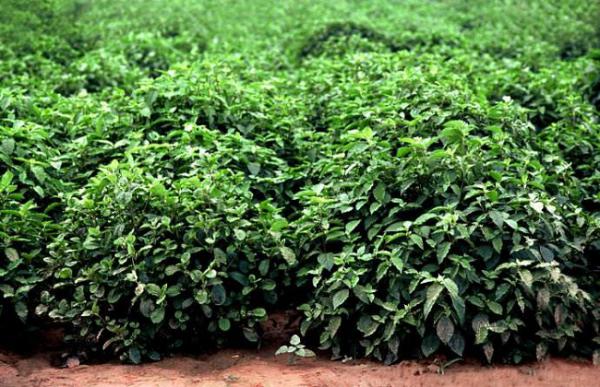 牛膝种植的注意事项