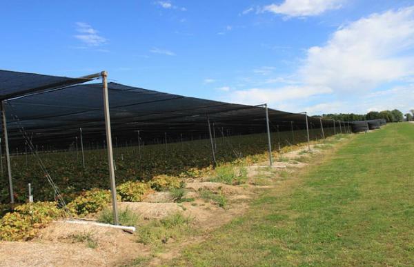 西洋参的高产种植技术