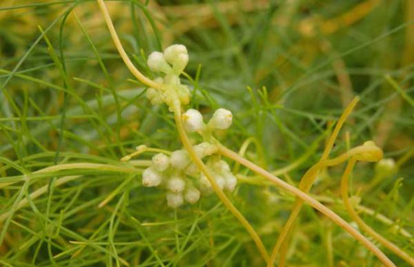 菟丝子种子价格及种植方法