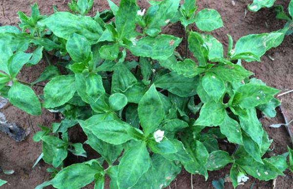 太子参种子价格及种植方法