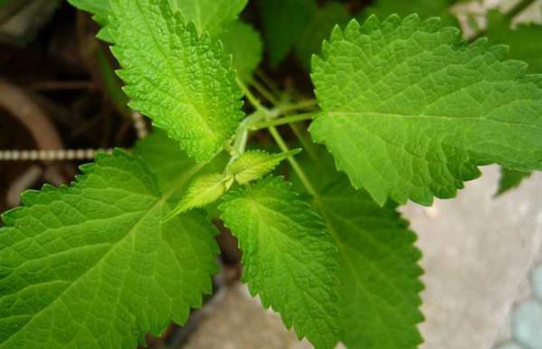 藿香种子价格及种植方法