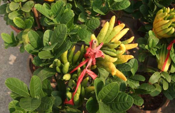 佛手种苗怎么培育?