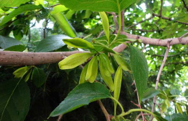 杜仲的产地在哪里?