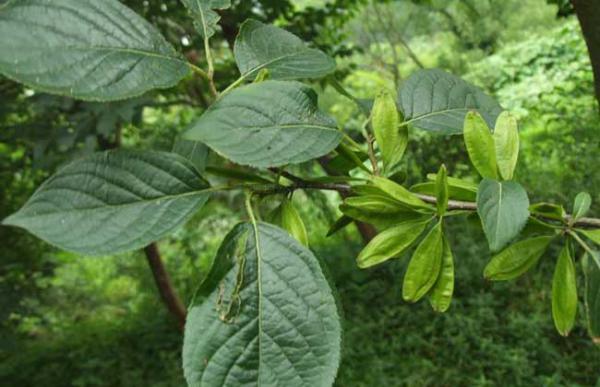 杜仲种子怎么种?