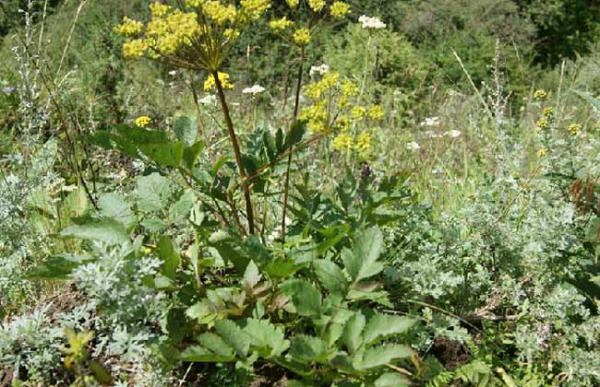 羌活的种植技术