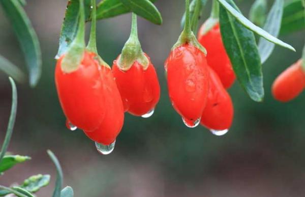 枸杞树高产栽培技术