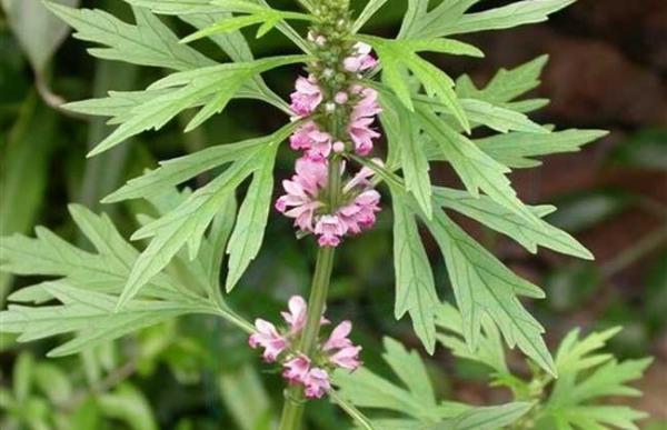 益母草种子怎么种？