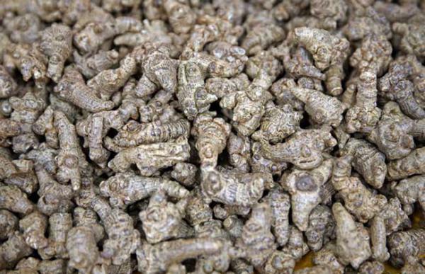 三七头数多好还是少好?