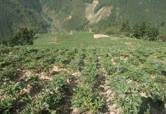 当归种植条件有哪些?