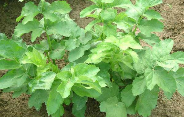 防风的栽培技术