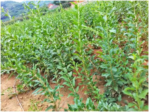 枸杞如何扦插育苗 枸杞扦插育苗新技术