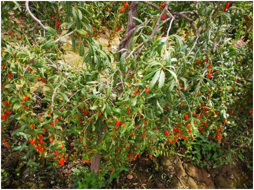 枸杞在不同阶段怎么修剪 枸杞树修剪方法介绍