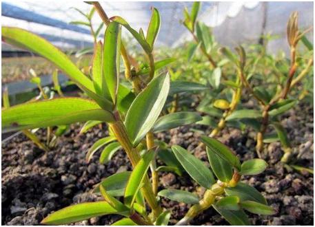 石斛的功效，石斛的作用及食用方法