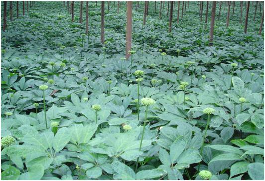 三七如何施肥,三七施肥技术