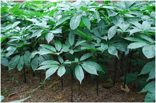 三七的种植条件有哪些 三七怎么整地施肥